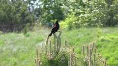 Red Winged Blackbird vocal call chirping sound