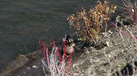 1043 Ducks by River  Stock Footage 36812039