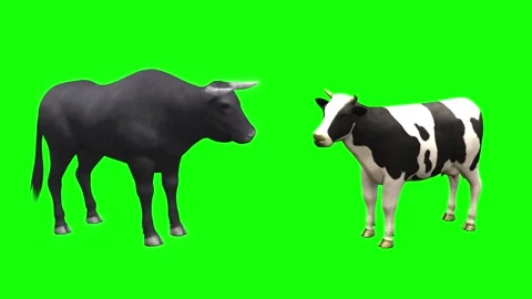 1043 HD Animals Animated  BULL and COW Idle eating and walking Stock Footage