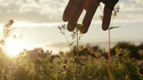 1044 hand draging through flowers on a field in sunset Stock Footage