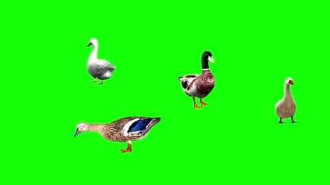 1046 HD ANIMALS 3D animated geese eating and walking Stock Footage