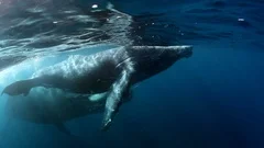 Family idyll of humpback whale calf with mother underwater ocean.