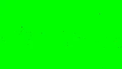 black ravens flock flight from right to left of screen Chroma key footage green