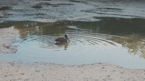 1049Pelican Floating in Calm Tide Pool Water Near Sandbank With Reflections and Stock Footage 327459013