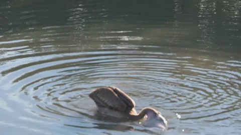 1052Pelican Floating in Calm Tide Pool Water Near Sandbank With Reflections and Stock Footage 327458556
