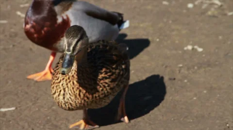 1057 Ducks Walking by River, Slow Motion  Stock Footage 36811690