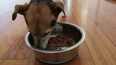 Jack Russell dog eating dry dog food from a stainless steel bowl