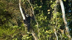 Adult Pileated gibbon