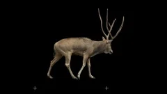 David's deer slowly walking seamlessly looped on black screen, real shot.