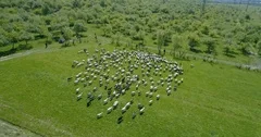 Aerial view of flock of sheep in pasture in spring. 4k