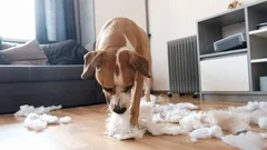 Funny playful dog destroying a fluffy pillow at home.