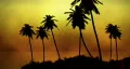 1063 Fiery Island Sunset With Fog - HD HD Footage