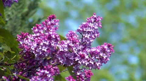 10689 pink lilac with bee Stock Footage 10959851