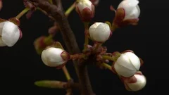 Beautiful Spring Cherry tree flowers blossom timelapse, extreme close up. Time