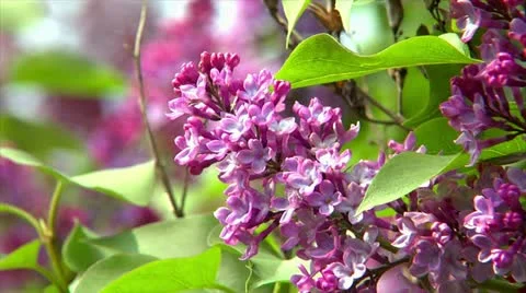 10691 pink lilac close2 Stock Footage 10965945