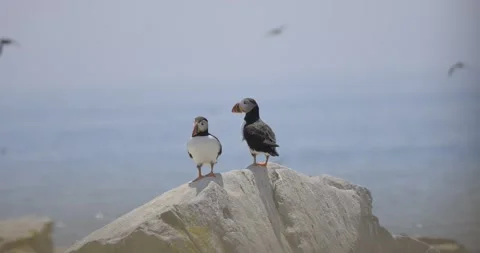 107 04 20 26 Stock Footage 333698484