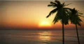 1070 Palm Sunset : HD HD Footage