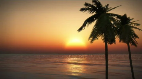 1070 Palm Sunset : HD Vidéo 313261