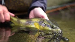 Fly fishing Brown trout (Salmo Truta Fario) Sustainability