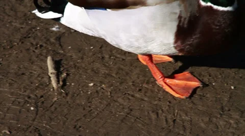 1072 Ducks Walking by River, Slow Motion  Stock Footage 36814250