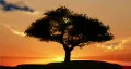 1076 Sentinel Tree Sunset HD HD Footage