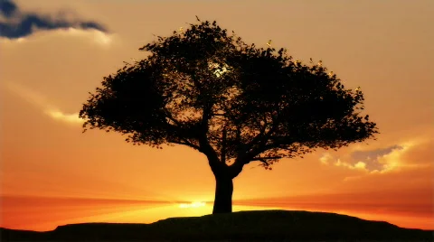 1076 Sentinel Tree Sunset HD Vidéo 330244