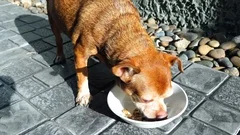 Chihuahua dog brown color eating dog food