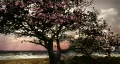 1079 Spring Snow Cherry Tree Landscape Nature HD HD Footage