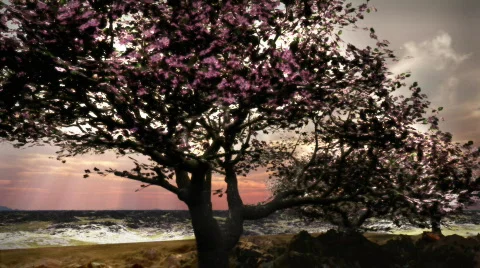 1079 Spring Snow Cherry Tree Landscape Nature HD Stock-Footage 332824