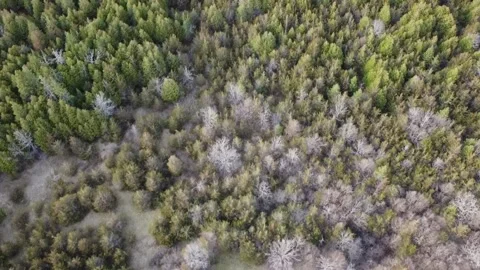 1080 Forest 1 Video stock 189439602