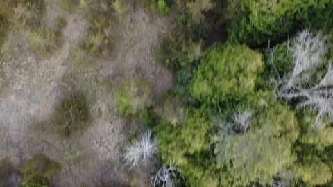 1080 Forest 2 Low Fly Video stock 194726764