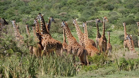1080 giraffe Stock Footage 104015782