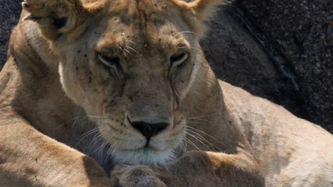 1080 lion Stock Footage 104016357