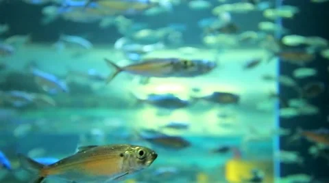 1080-small-fish-underwater Stock Footage 60991042
