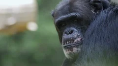 Close Up Portrait Of Chimpanzee Ape Monkey - Nature Animals