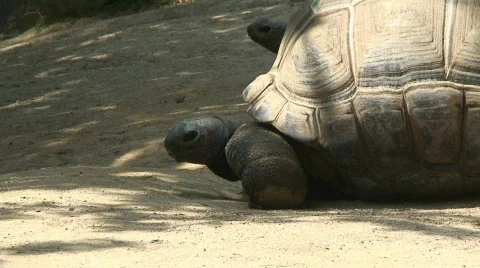 1080P Animals and Wildlife Series Stock Footage