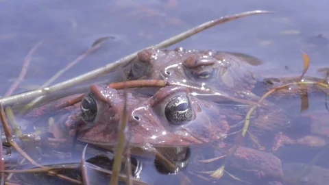 1080p audio and video, macro shot of american toads mating in spring 스톡 동영상 98917691