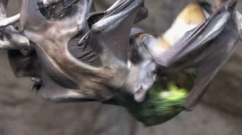 1080p Bats 6 Stock Footage 12432220