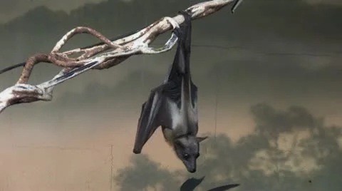 1080p Bats Stock Footage 12432222