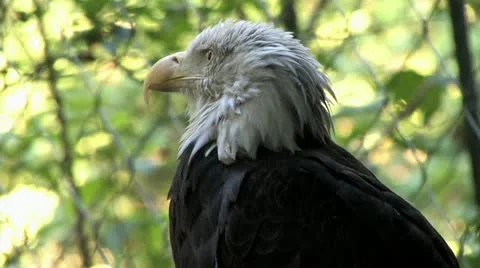 1080p Eagle 3 Video stock 12432458