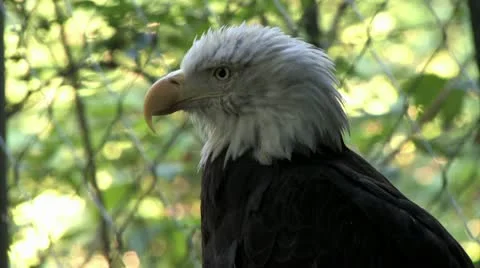 1080p Eagle Stock-Footage 12432529