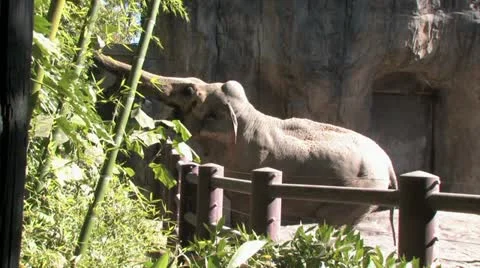 1080p Elephant 10 Stock-Footage 12424826