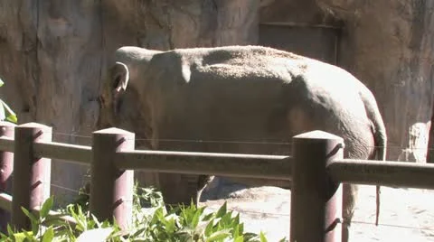 1080p Elephant 12 Stock-Footage 12424849