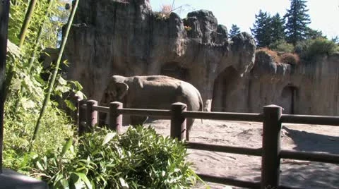 1080p Elephant 13 Stock Footage 12424900