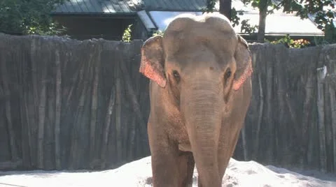 1080p Elephant 3 Video stock 12425045