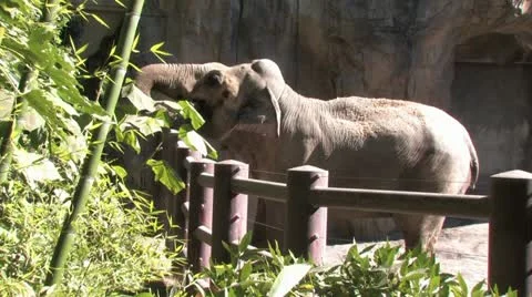 1080p Elephant 9 Stock Footage 12425698