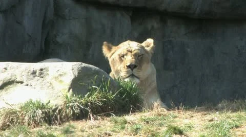 1080p Female Lion Stock Footage 12425708