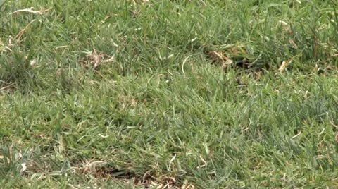 1080p Golfing 39 Stock Footage 11336583