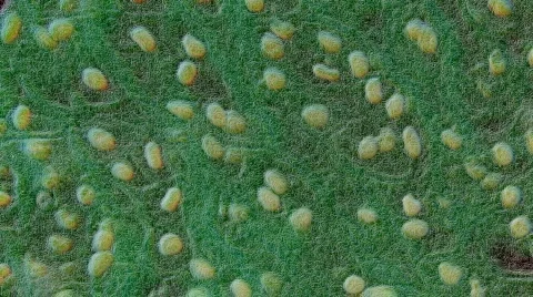 1080P HD Sci-Fi Microscopic Slides of Organs and Tissues Stock Footage 118767