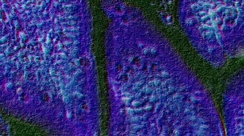 1080P HD Sci-Fi Microscopic Slides of Organs and Tissues 스톡 동영상 118894